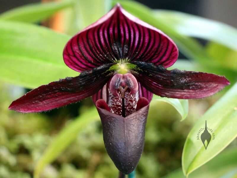 Узнайте все о пафиопедилуме: как правильно заботиться, размножать и какие существуют виды. Полезные советы и рекомендации для цветоводов и любителей орхидей.-2