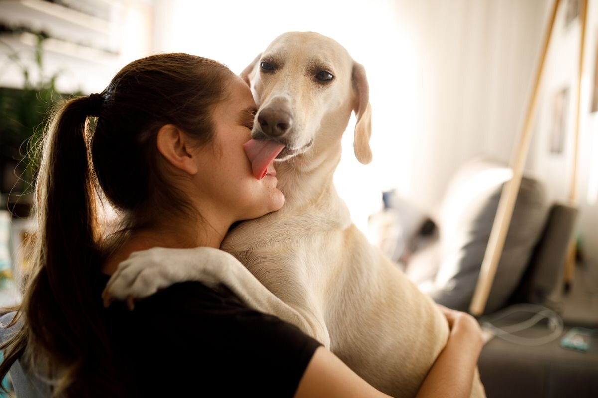 Понимают ли собаки горе хозяина? Ответ вас удивит | Dog Breeds | Дзен