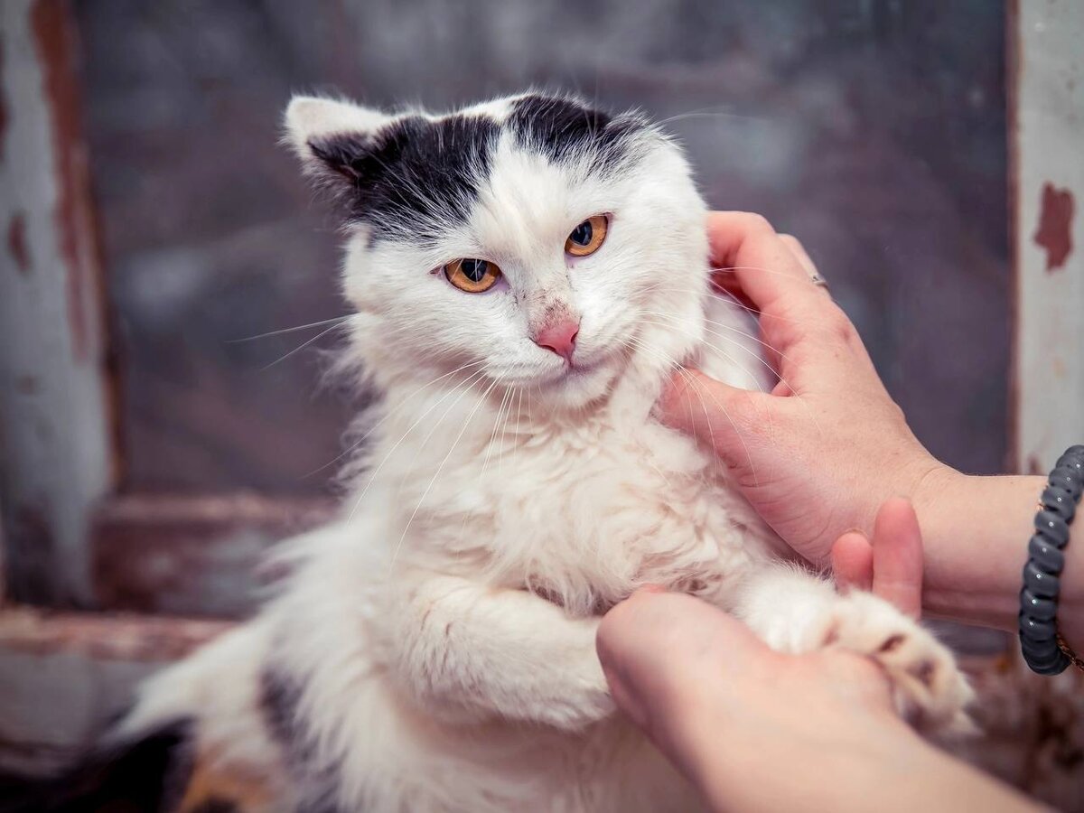 Мурзик, он же Пьер Безухов, обаятелен и харизматичен😻 Немного косит, нет  одной лапки😔 Добр и отлично воспитан❤️ Ищет семью и дом🙏 | Кошкам - дом!|  О животных приюта ТиНАО и не только | Дзен