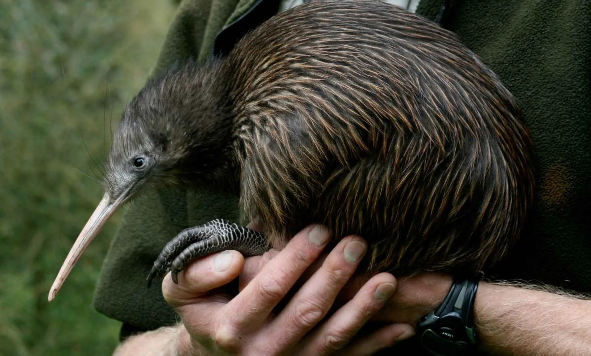 Одной из самых необычных птиц в мире по праву считается киви (Apteryx), обитающий в Новой Зеландии. Эти небольшие нелетающие птицы обладают рядом уникальных характеристик, которые делают их по-настоящему удивительными представителями пернатого мира.
