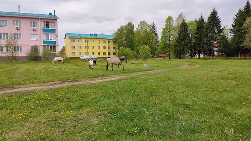 лошади с выпаса домой и кашка