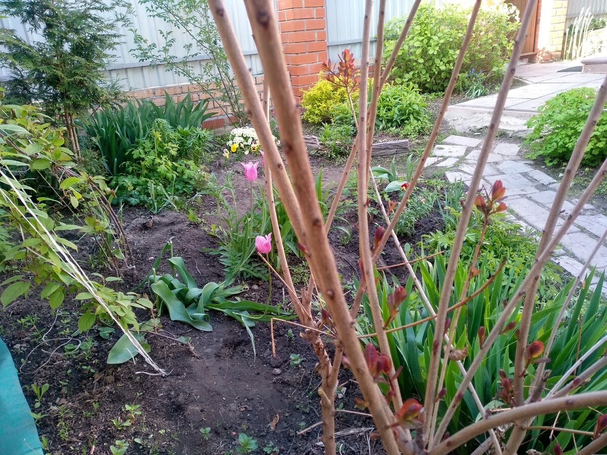 Центральная часть кустарника. Просыпаются почки скумпии кожевенной