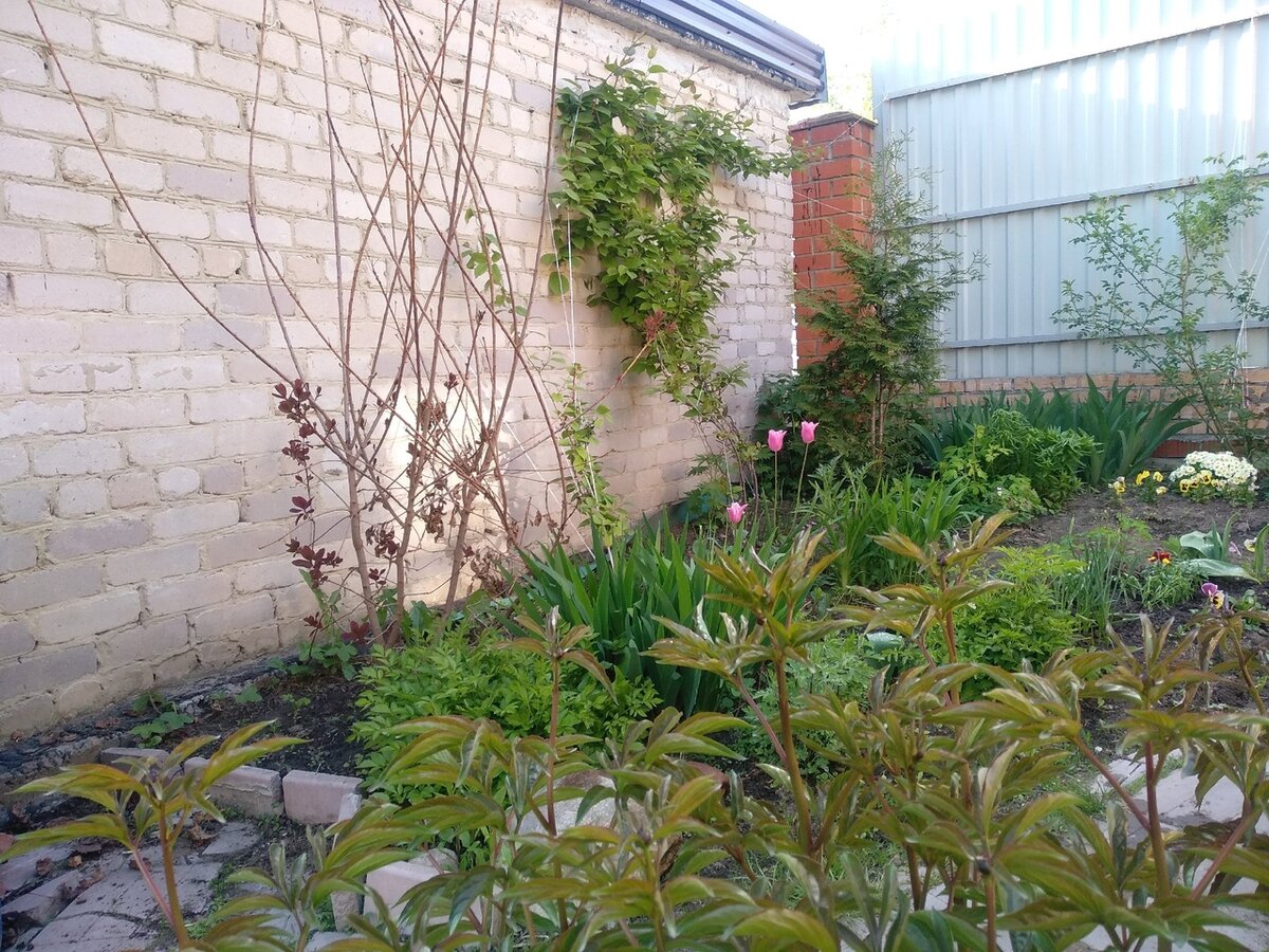 Куст скумпии до обрезки