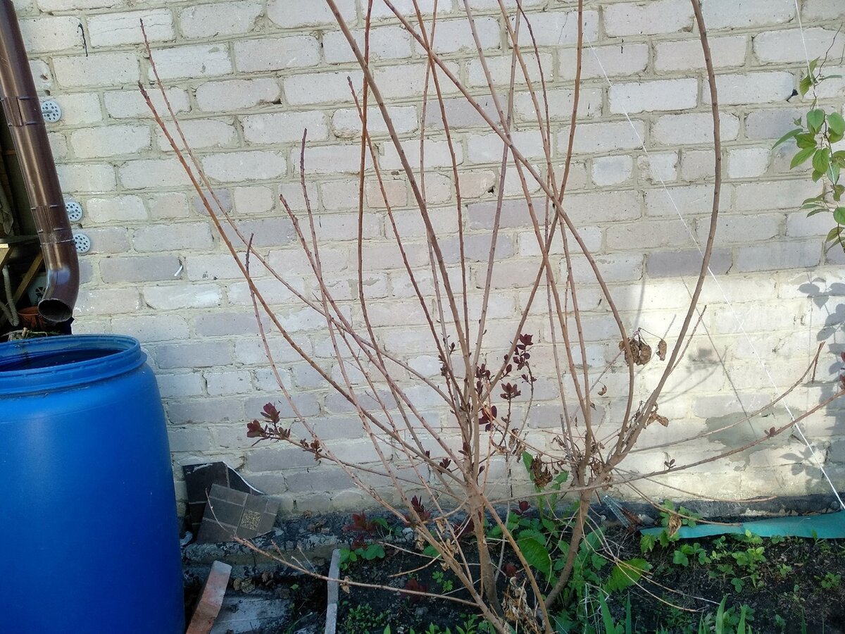 Кустарник напрашивался на обрезку