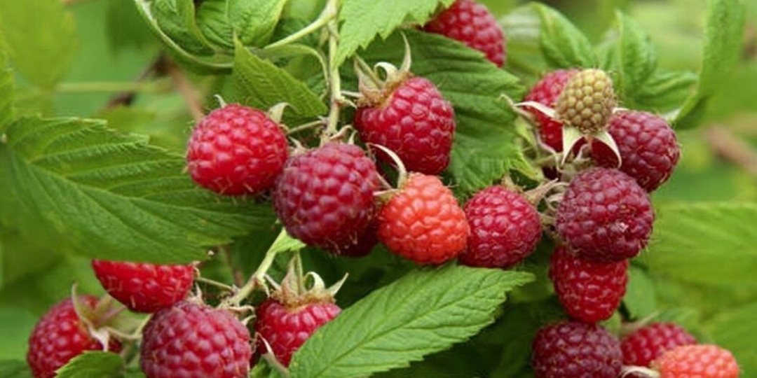 Как правильно провести обрезку ремонтантной малины: весной, летом и осенью