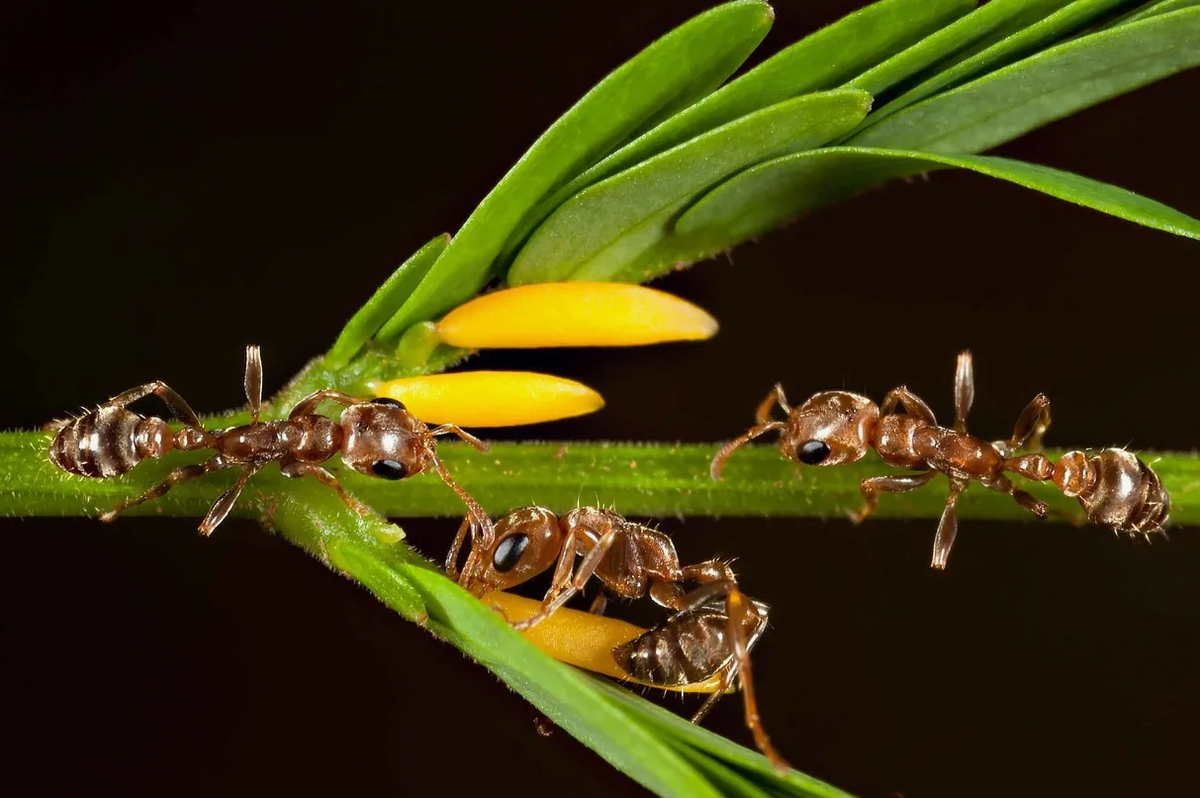 Взамен на жилье и пищу, муравьи активно защищают акацию от травоядных животных и конкурирующих растений. Муравьи атакуют любых нарушителей, включая насекомых и крупных животных, которые пытаются поедать листья акации. Кроме того, муравьи уничтожают конкурирующие растения, обрывая их листья и побеги, чтобы обеспечить акации доступ к солнечному свету и питательным веществам.