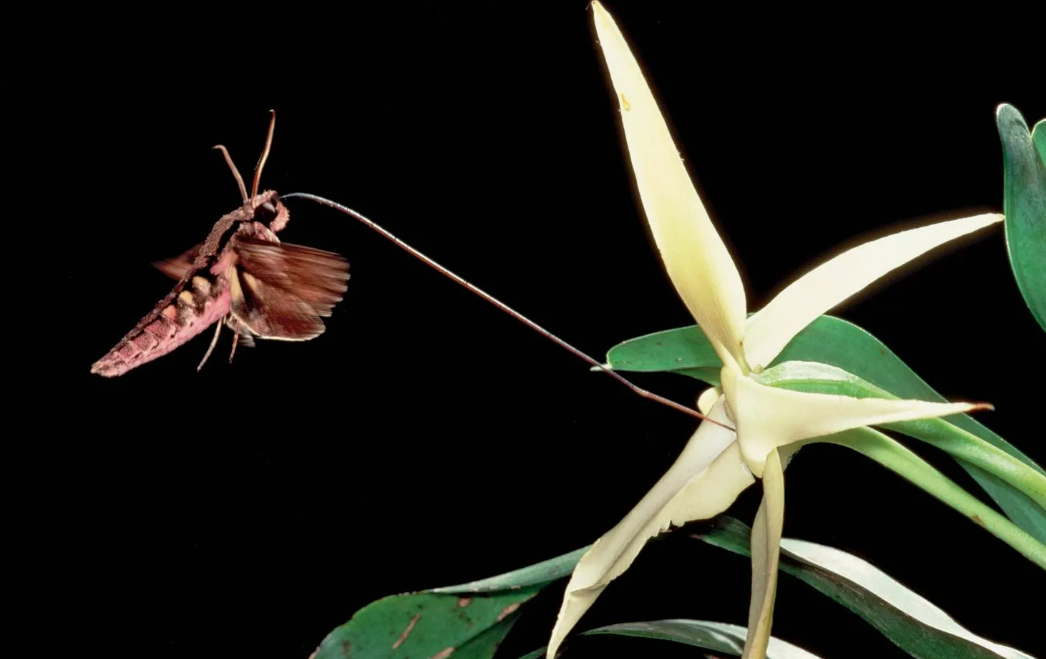 Орхидея Angraecum sesquipedale имеет необычайно длинный нектарник, который может достигать 30 сантиметров. Эта особенность обеспечивает доступ к нектару только тем опылителям, которые обладают соответствующими адаптациями. Бражник Дарвина имеет хоботок, длина которого соответствует длине нектарника орхидеи. Этот хоботок позволяет мотыльку добираться до нектара, спрятанного глубоко в цветке.
