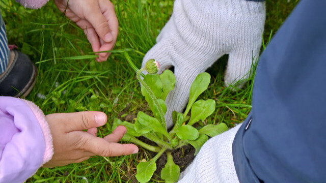 Дачники не прекращают бороться с одуванчиками. Существует много способов борьбы с сорняком: