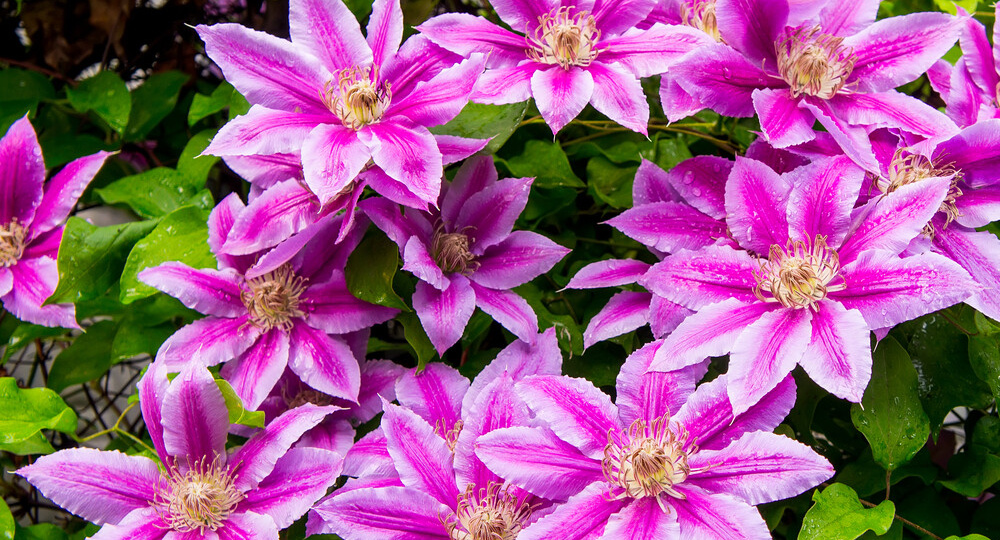 Технология выращивания клематисов: от стрижки до подкормок, плюс совет по размножению