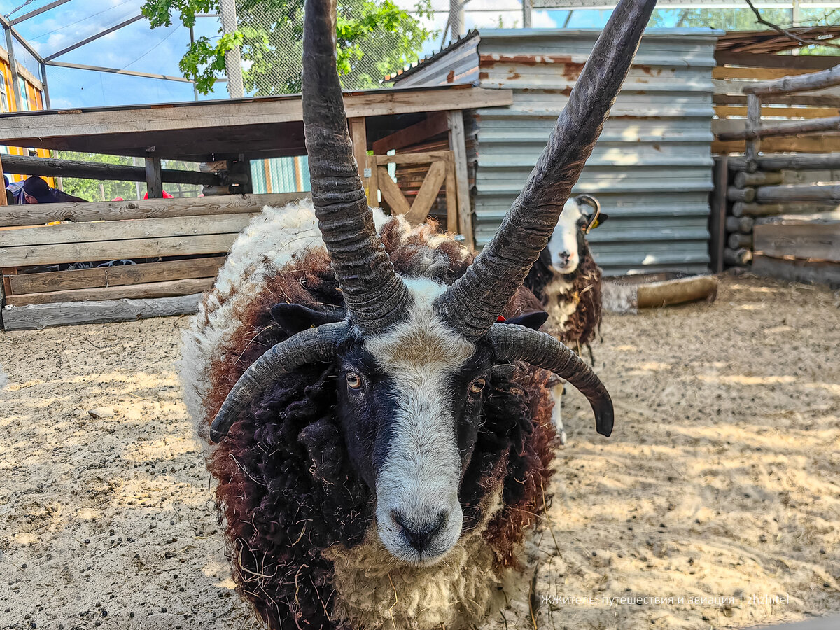 Баран Святого Якова. Все фотографии сделаны автором статьи