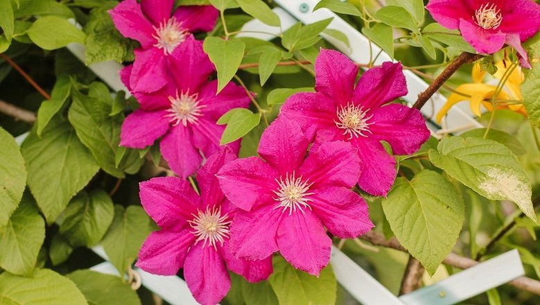 Источник: IVD.ru