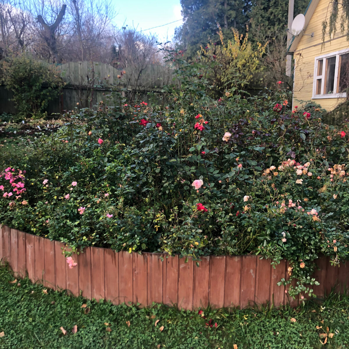 Первая забота в мае о королеве сада: главная подкормка, чтобы розы ...