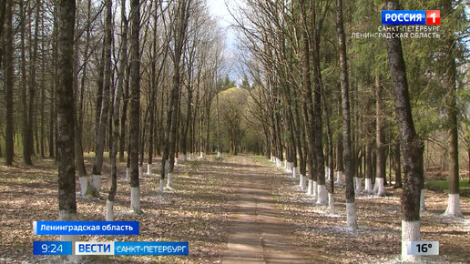 В Волхове восстанавливают лесопарк имени кавалера ордена Славы Петра Антипова