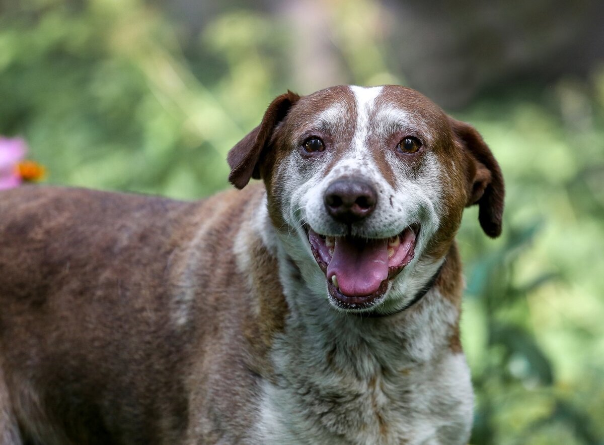 Джеки. Очень ласковый милый старик. С отлова - найден на улице