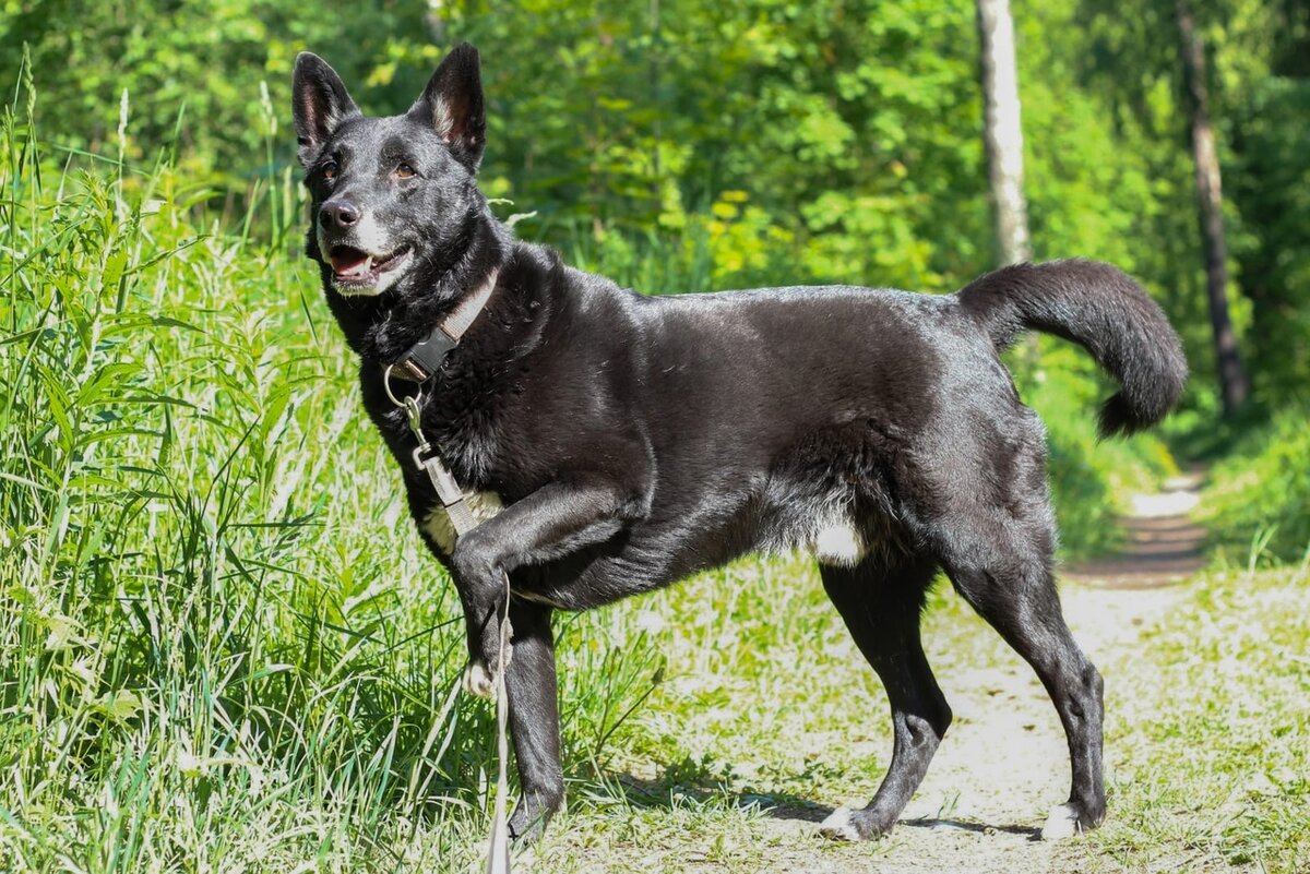 Филя. 7+. Забран в приют из отлова, хозяин умер, живёт на передержке у руководителя соседнего приюта. Надежды на пристройство тают с каждым днем