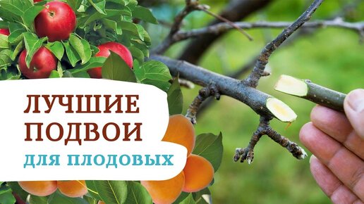 Лучшие подвои для плодовых