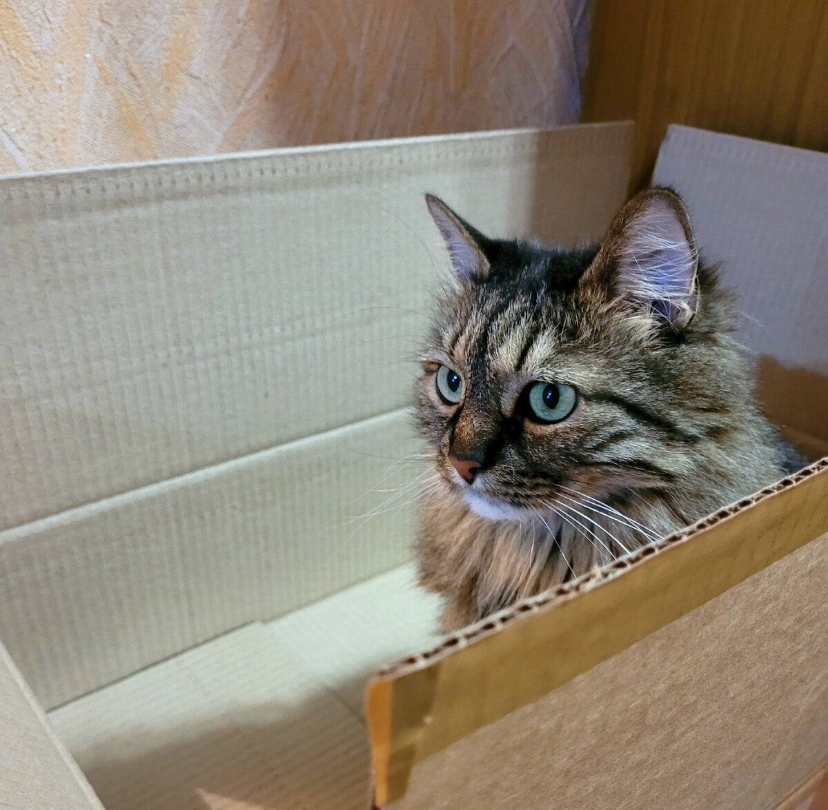 У моей кисы своё понимание значения этого слова