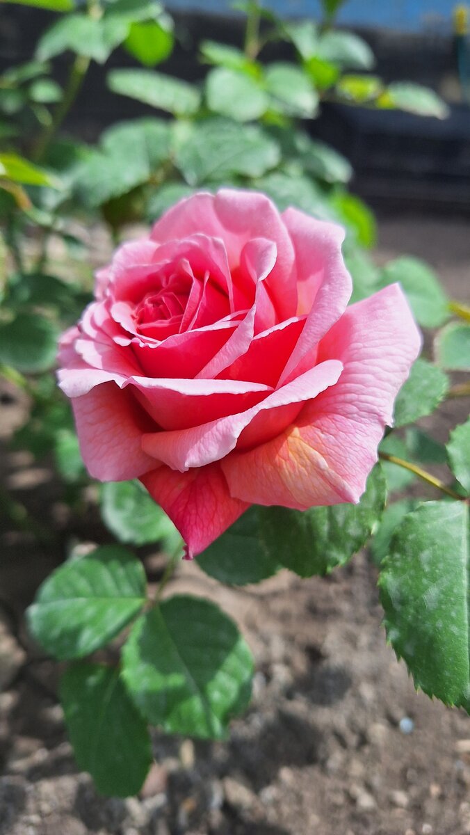 Принцесса Александра Кентская (Д.Остин). 16.05.2024. Фото автора