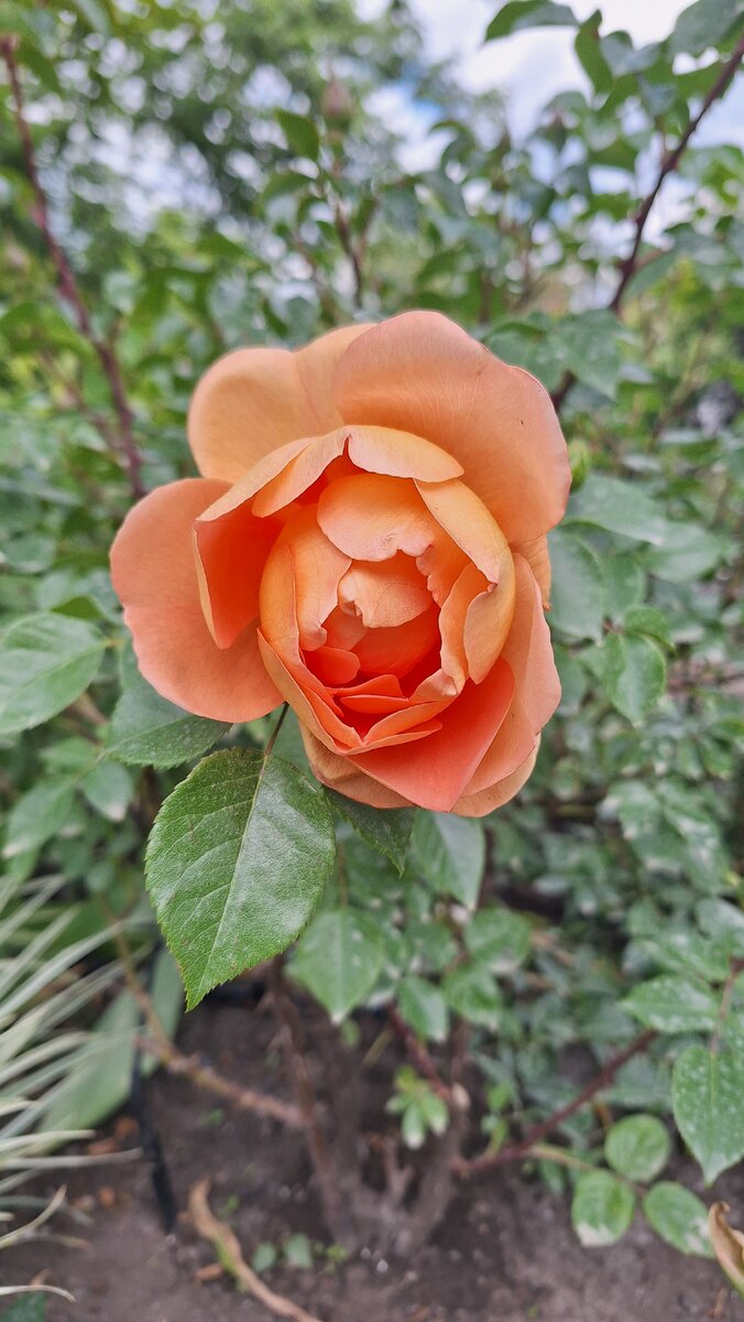 Пэт Остин. 16.05.2024. Фото автора.