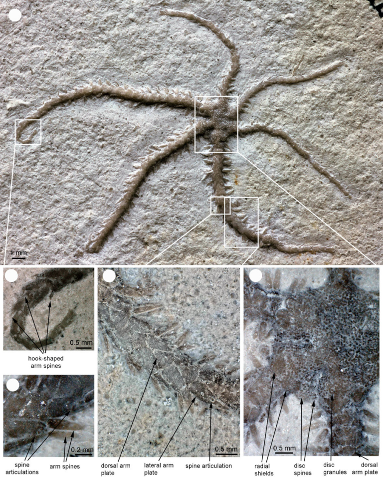 Образец голотипа Ophiactis hex , отличающийся шестью руками и окаменелый на полпути через разделение на две части. ( Туи и др., Proc. R. Soc. B , 2024 г. )