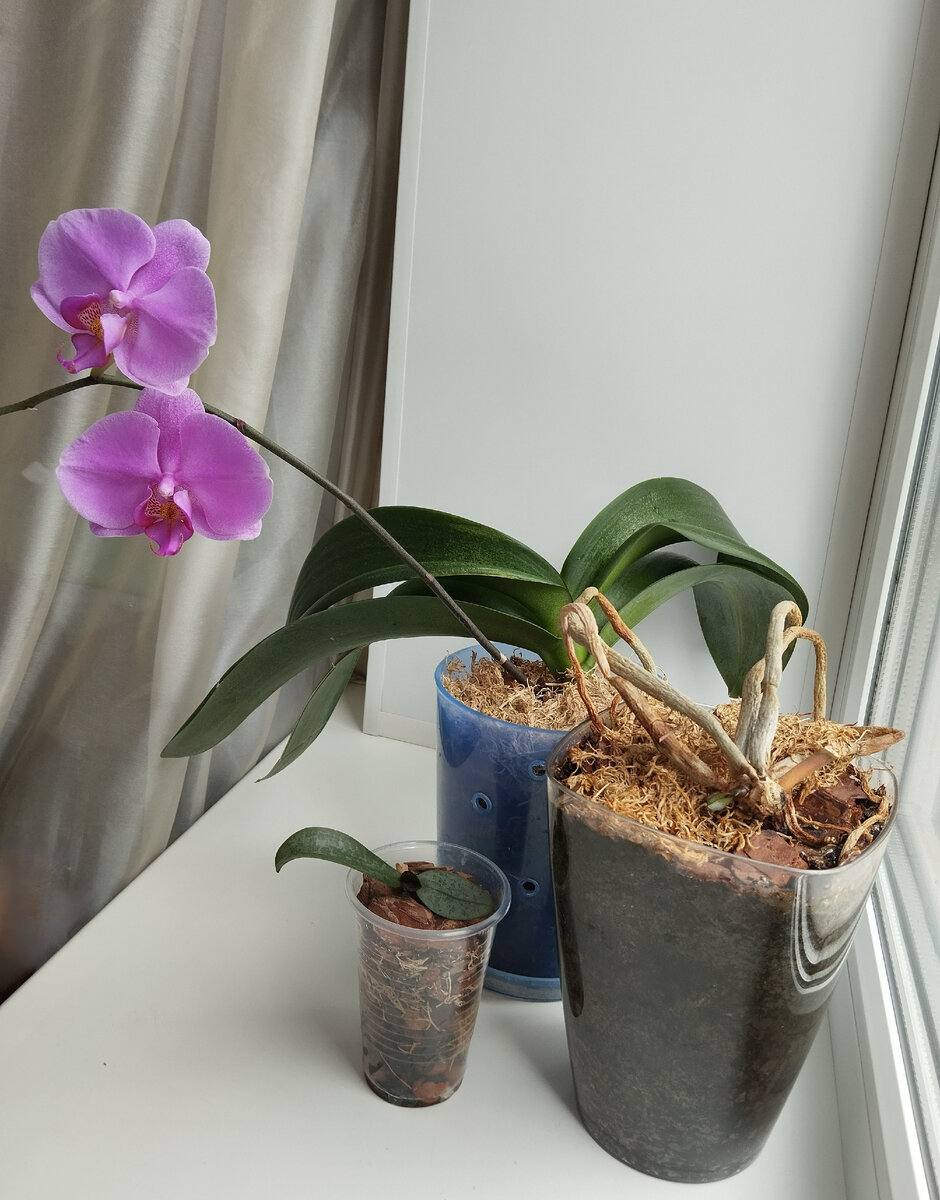 Орхидея спустя месяц с небольшим.