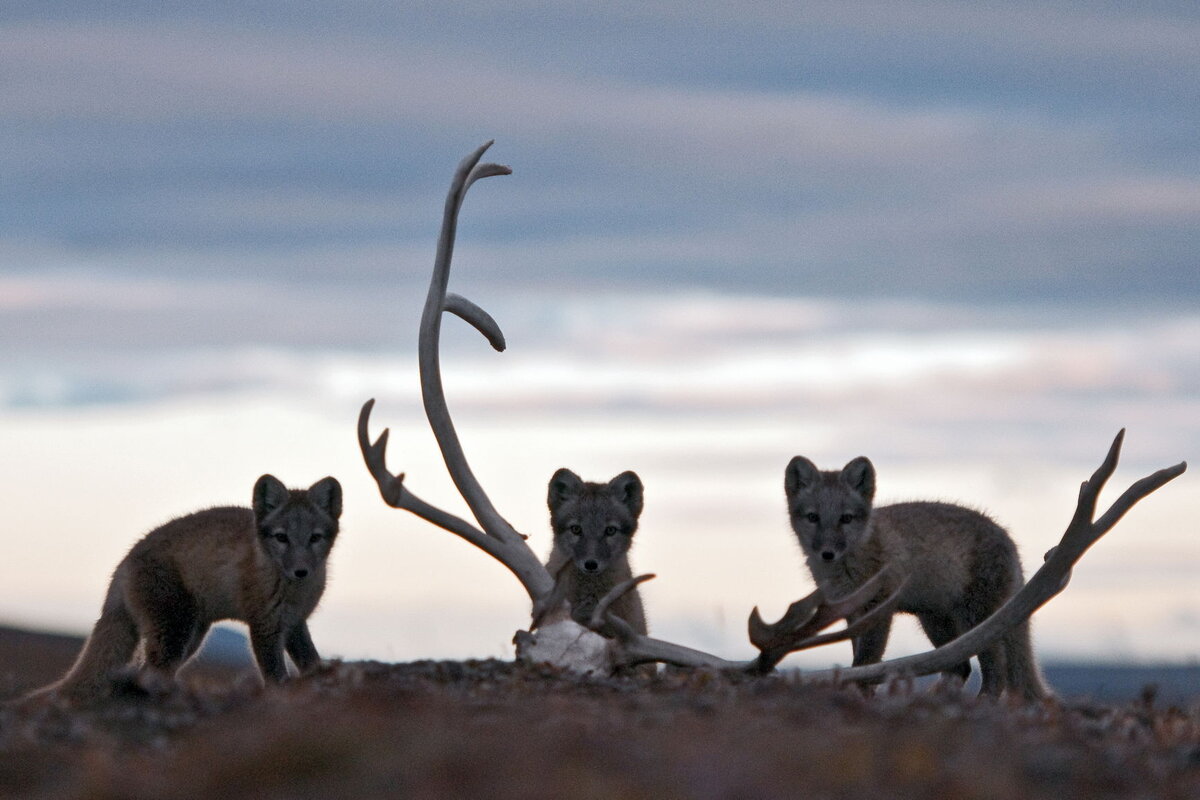 Песцовый рай: вокруг Амдермы на берегу Карского моря | Go Arctic | Дзен