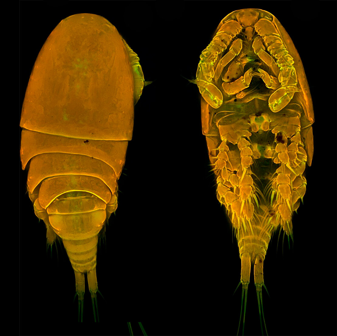 Самец Diacyclops dyabdar. Источник: Novikov et al. / Diversity, 2024.