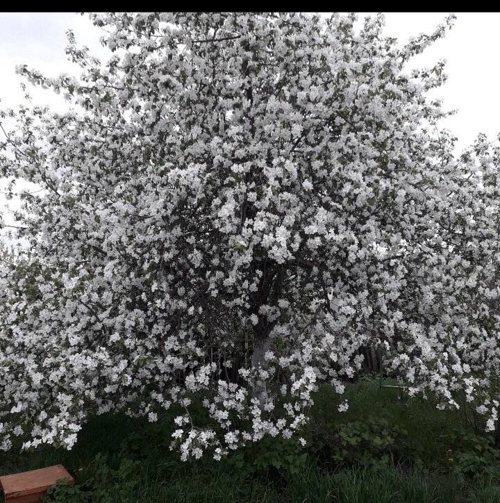 Яблоня в цвету ( фото 2022г)