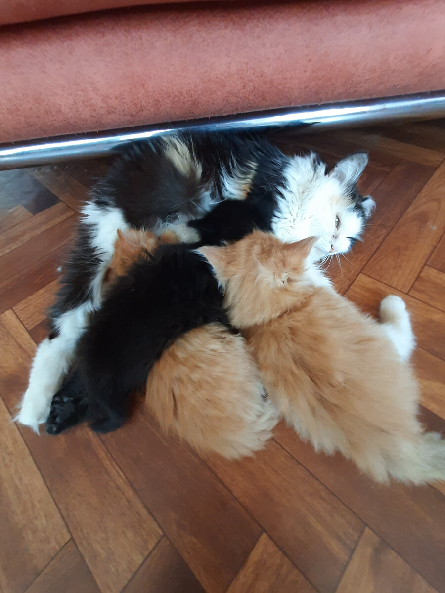 Мама с малышами.