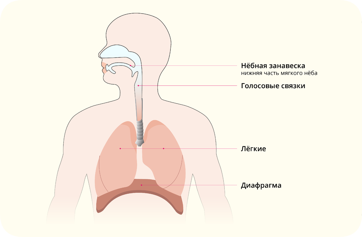 Британский акцент в разрезе: шесть принципов произношения для идеального  звучания | Phonetic Discoveries | Дзен