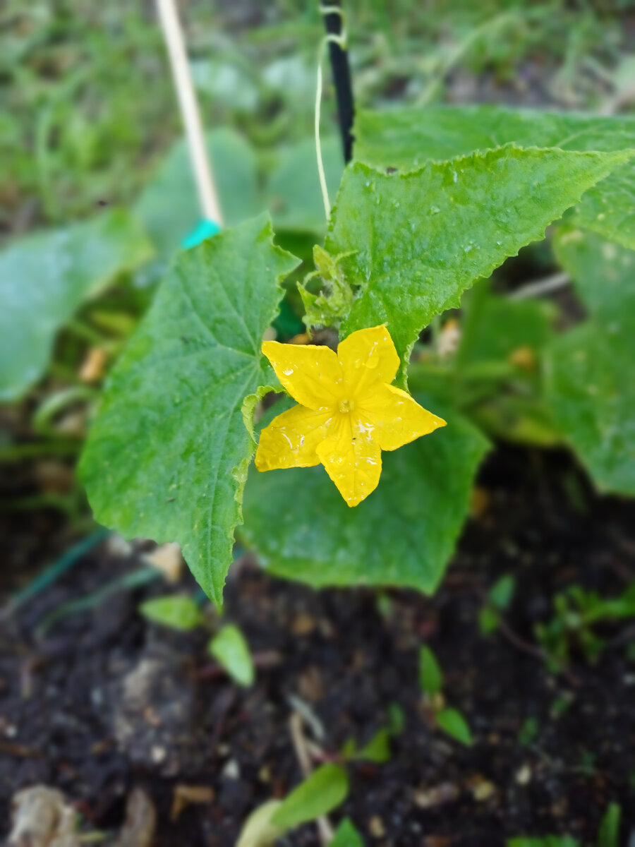 Этот огурец уже цветет 