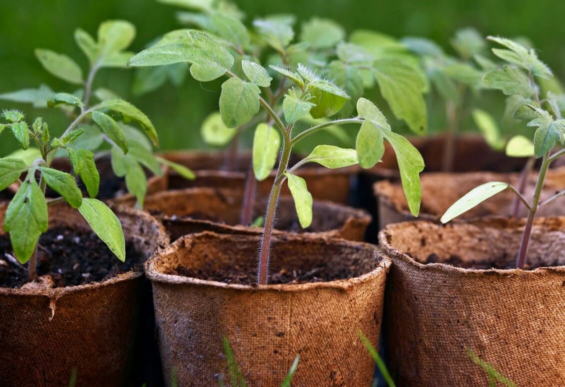 Рассада в торфяных горшках