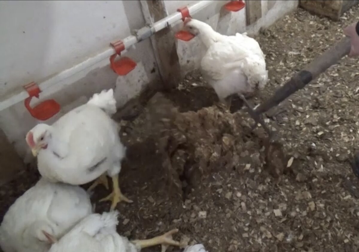 Подстилка под поилками мокрая,надо убирать