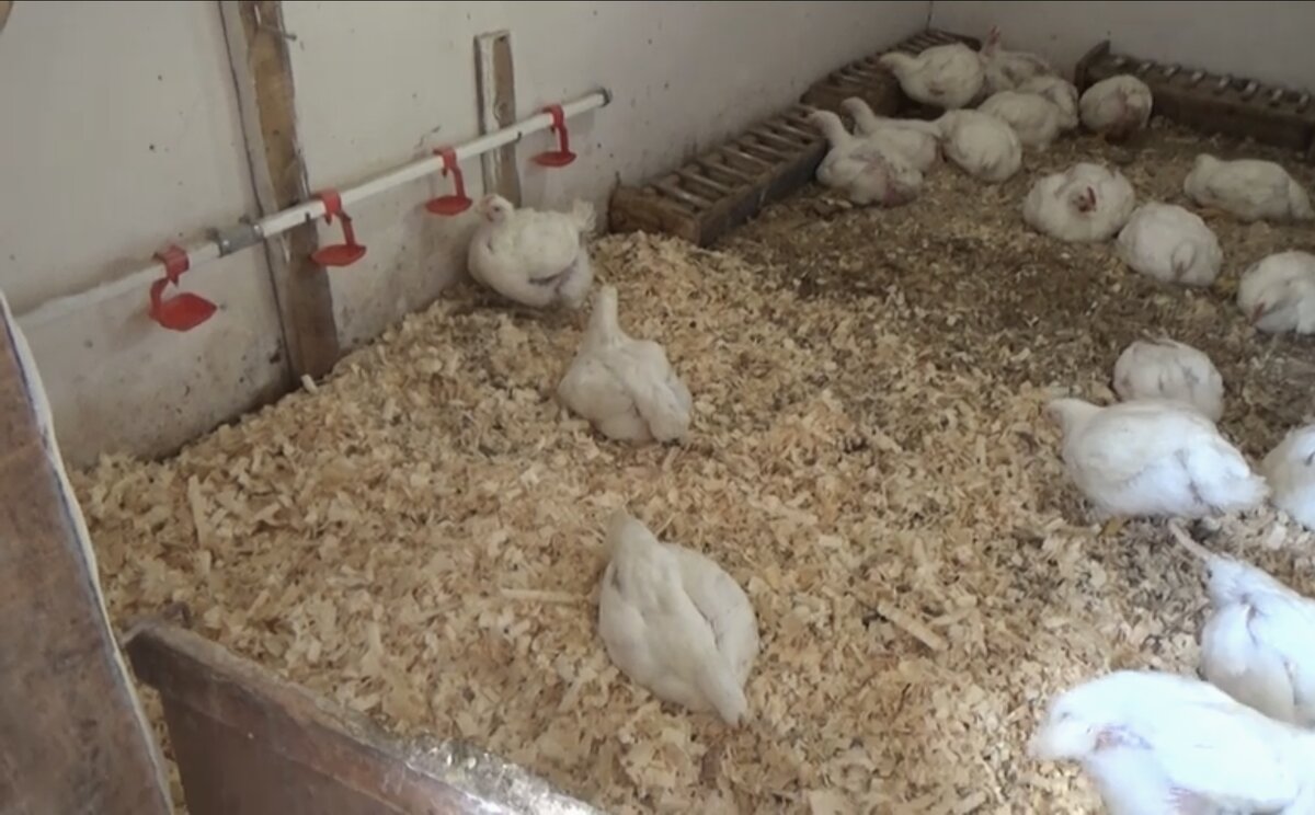 Убрала мокрую, подсыпала сухой опил