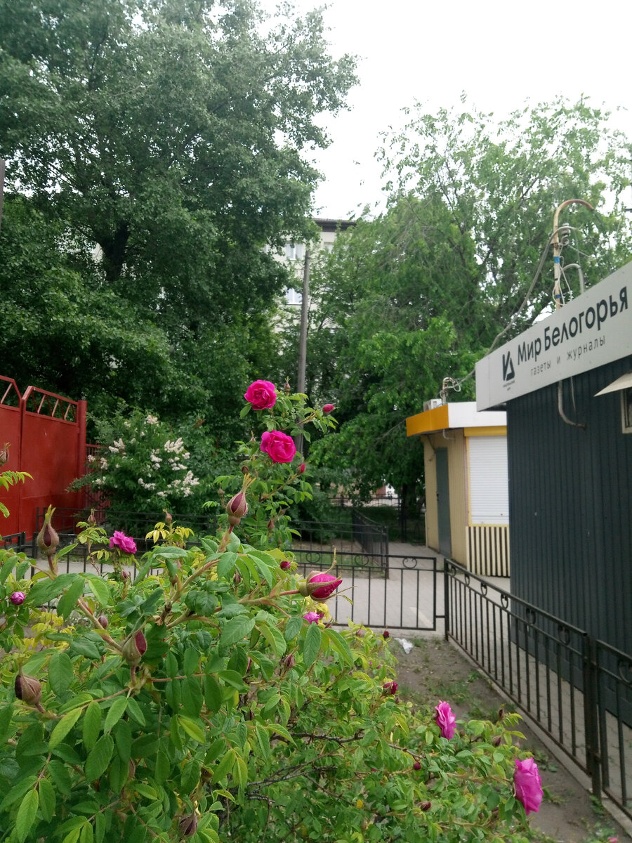 Война войной, а цветы по расписанию