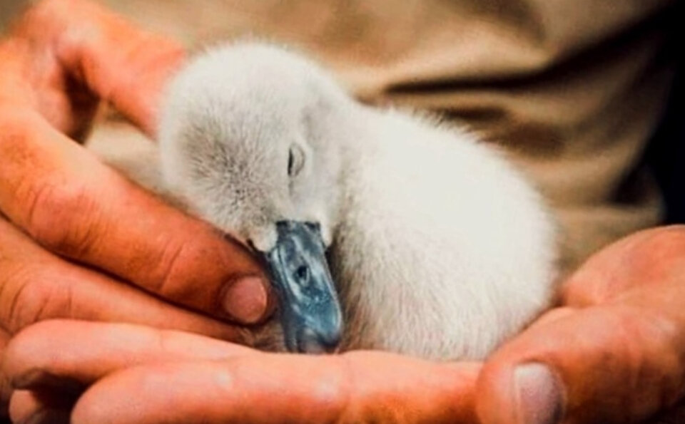 Маленькое пернатое чудо, найденное на речке