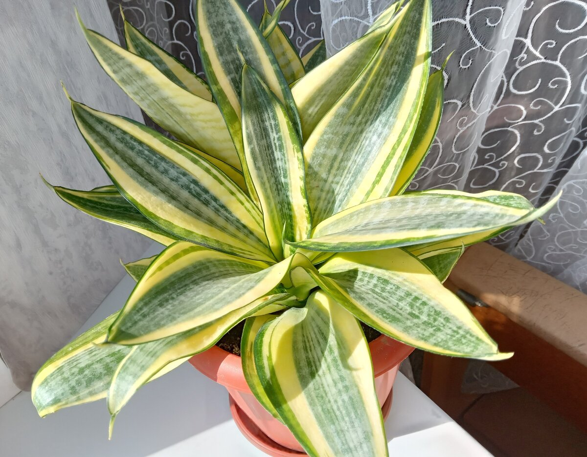    Сансевиерия 'Ханни Голден'