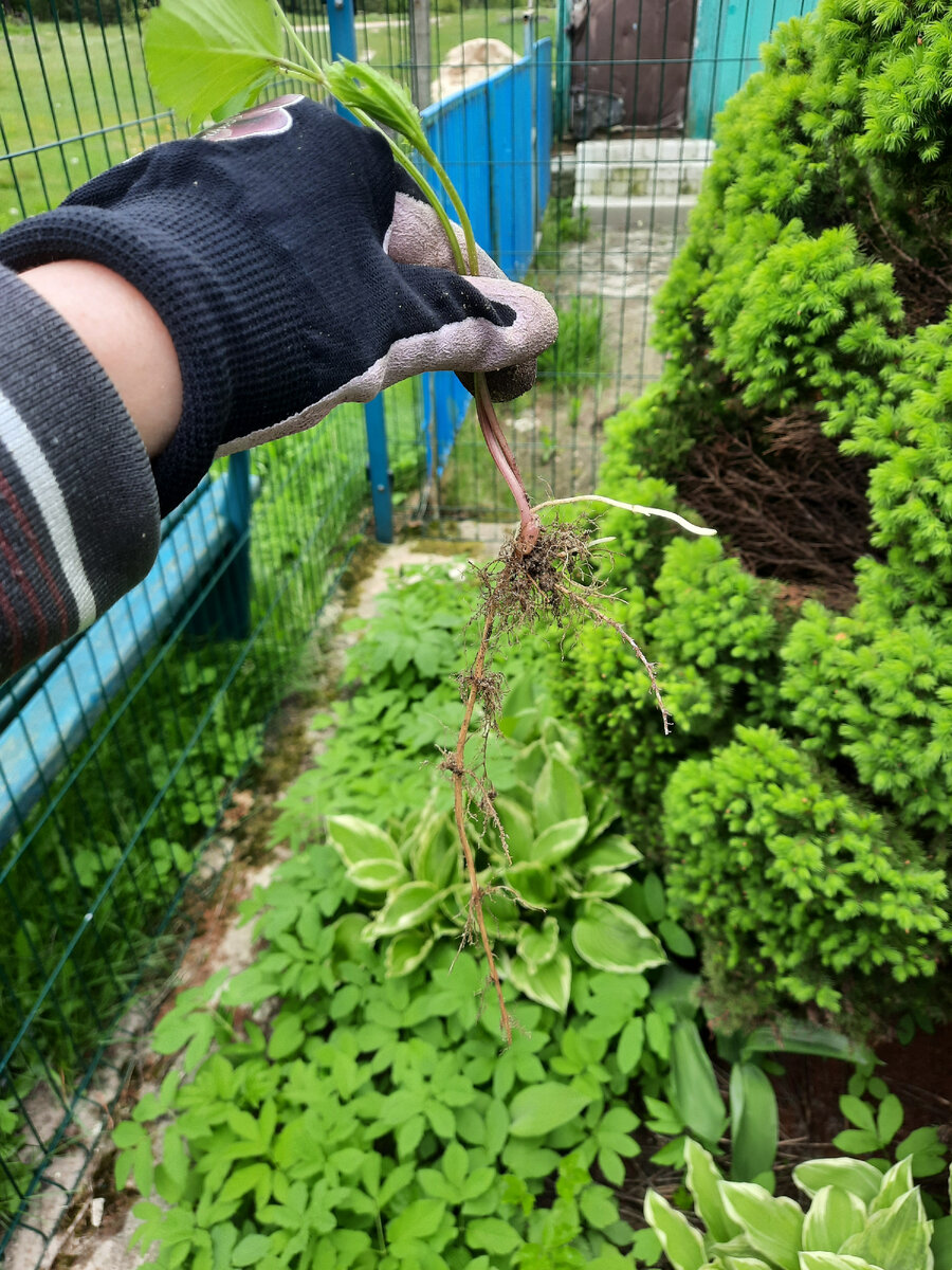 Зеленую часть сныти отрываем от корней
