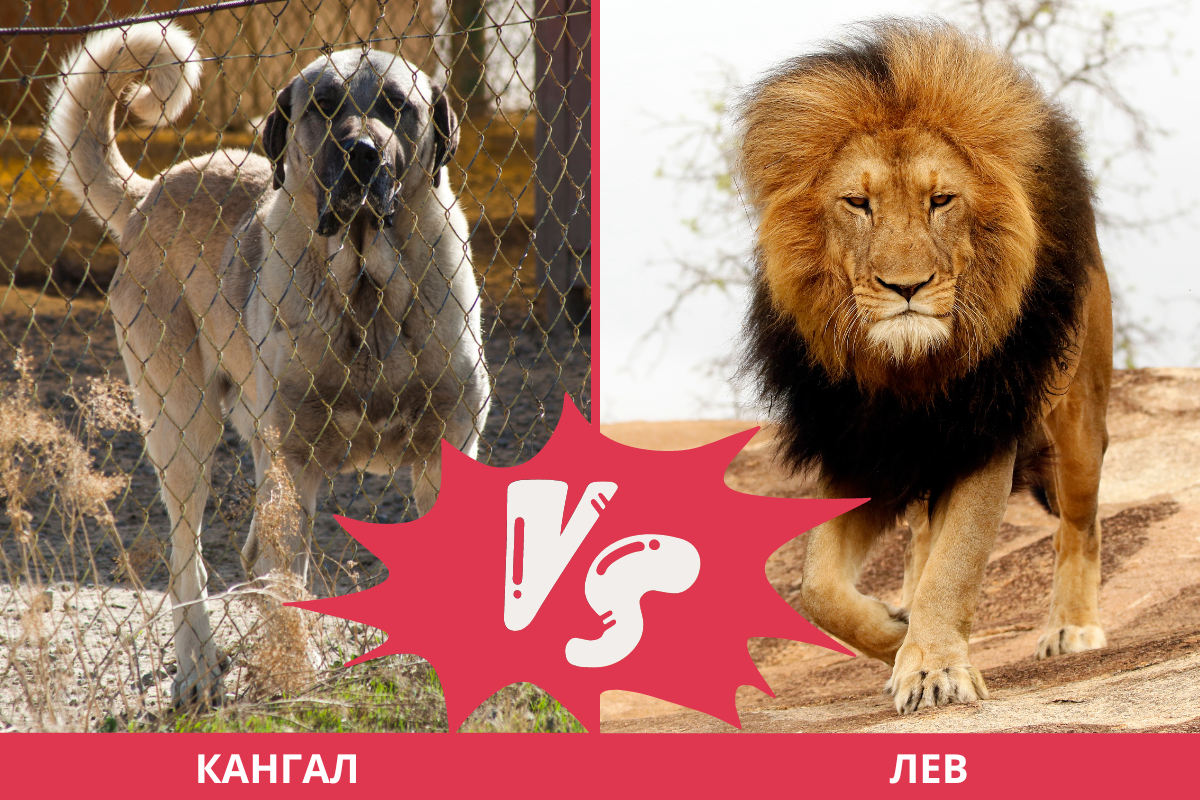 Турецкий Кангал VS Лев: кто сильнее? Самая сильная собака против хищника |  Dog Breeds | Дзен