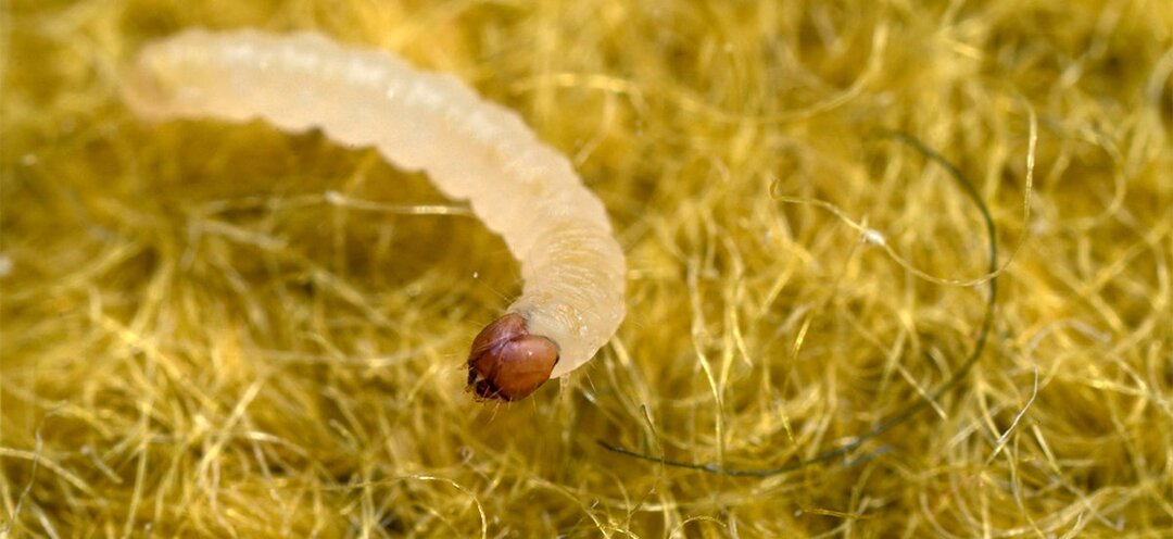 Как избавиться от моли: самые быстрые способы борьбы