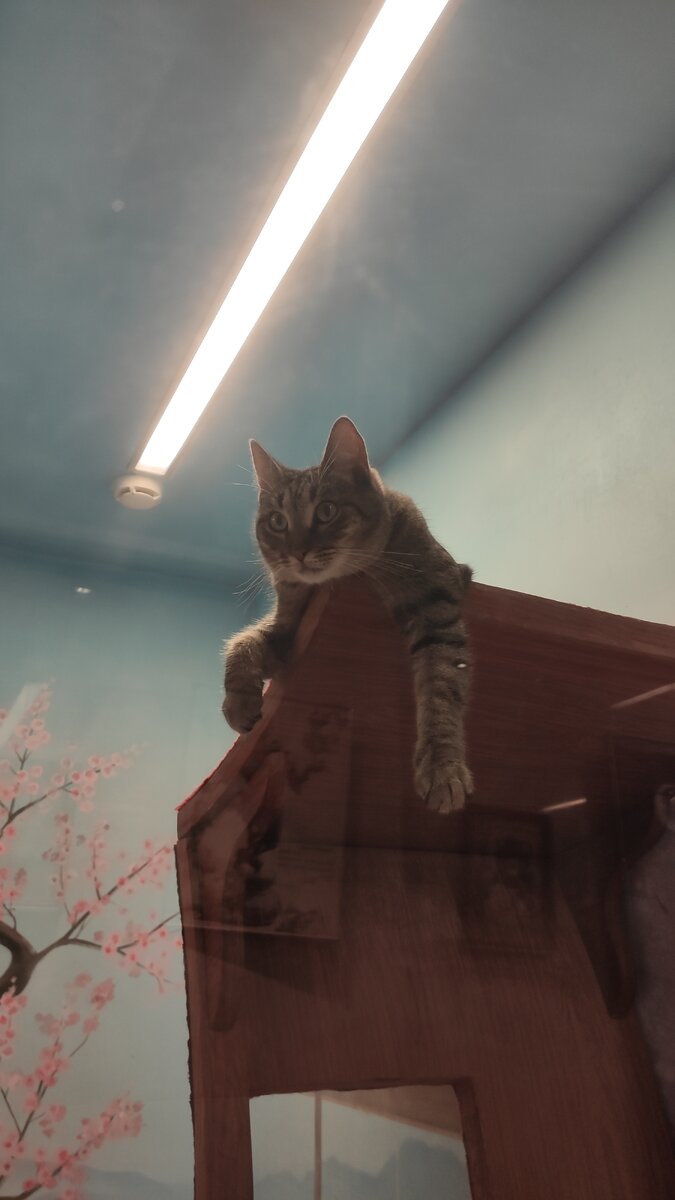 Котики живут в аппартаментах