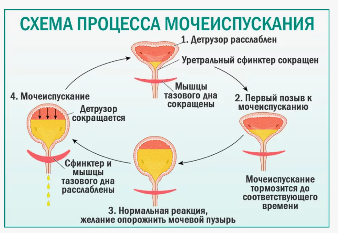 Какик. Процесс мочеиспускания. Мочеиспускание схема. Схема процесса мочевыделения. Акт мочеиспускания