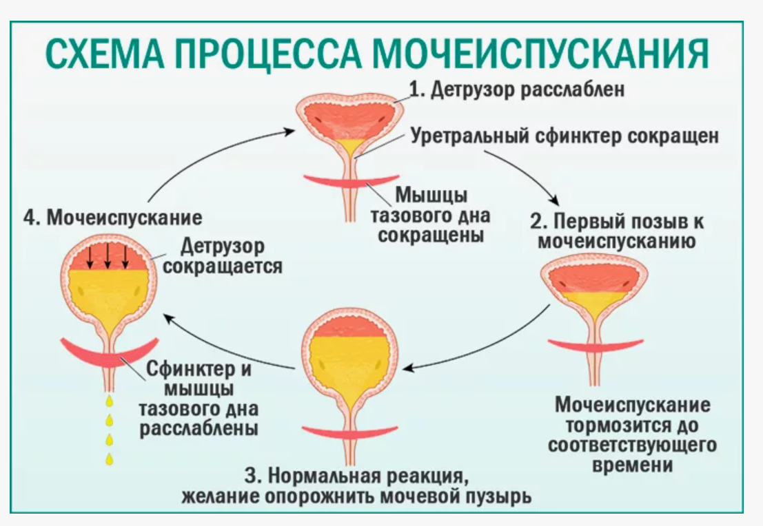 Боль при мочеиспускании у мужчин – оцени от 0 до 10: цистит, простатит или  что-то посерьезнее? | О здоровье: с медицинского на русский | Дзен