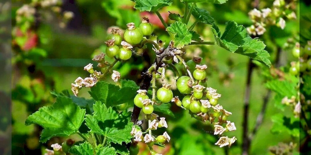 Подкормка, уход и обработка смородины после цветения: нюансы ухода за смородиной в вопросах и ответах