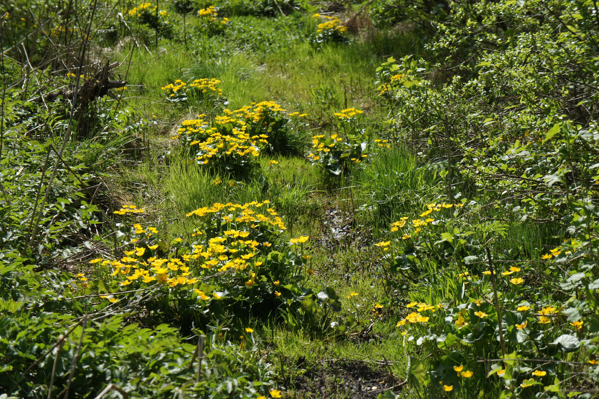 Калужница болотная (Caltha palustris) →