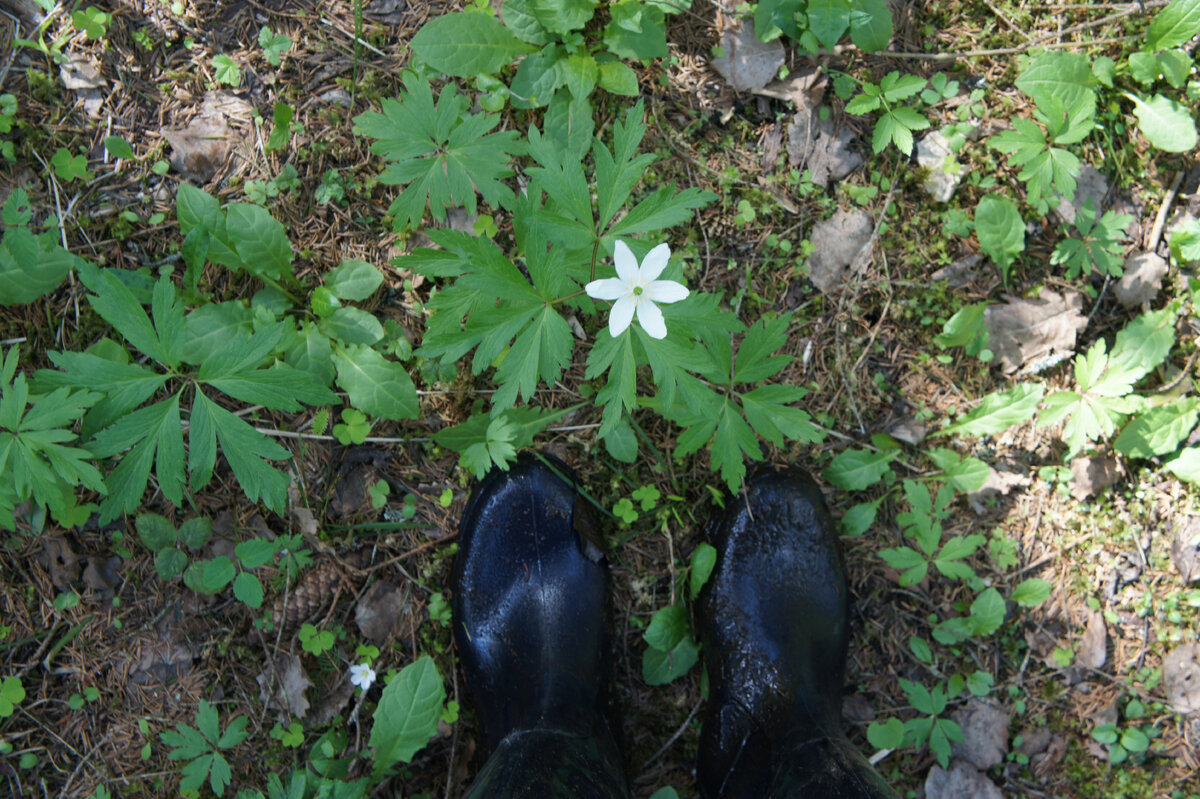 Доцветают ветреницы →