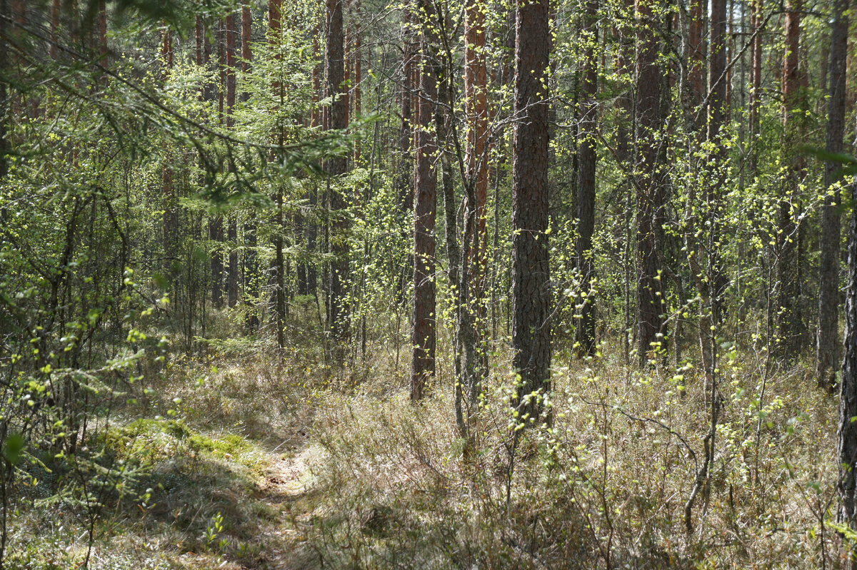 В майском лесу →