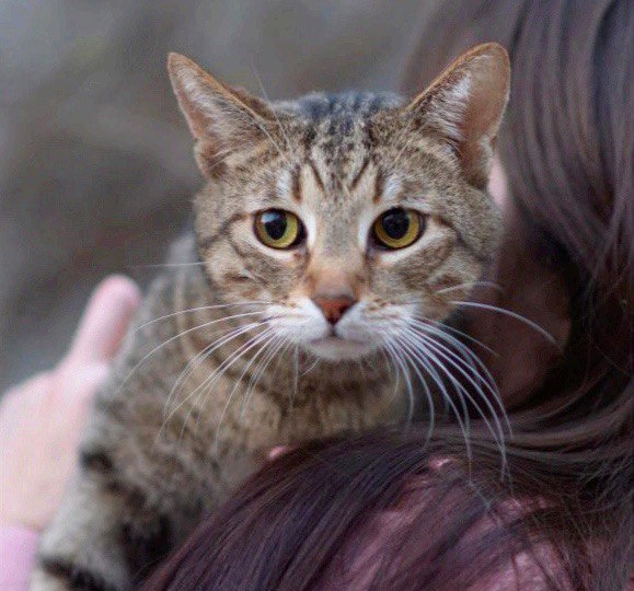 Спасённый котик Феликс ищет любящую семью! 👪