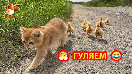 9 ребят 🤗 Котенок и 8 Утят гуляют у лужи ❣️🐈😂