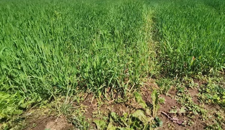    В Удмуртской Республике гибели посевов от майских заморозков не отмечено